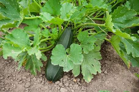 Zucchini đang phát triển