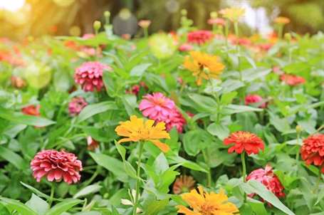 Creeping Zinnia