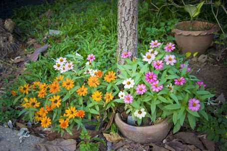 Creeping Zinnia