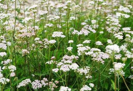 Yarrow