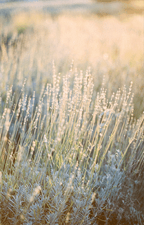 Gold Ethereal Wedding Inspiration - Lấy cảm hứng từ điều này