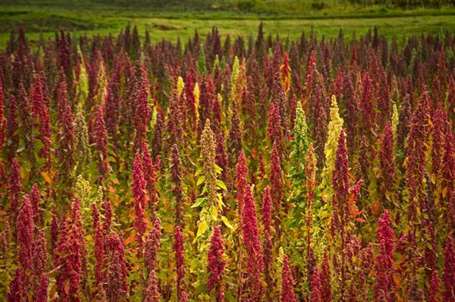 Đồn điền quinoa đỏ và xanh ở chimborazo, Ecuador