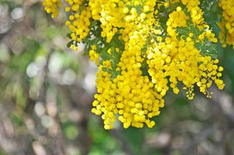 Bailey Acacia Tree