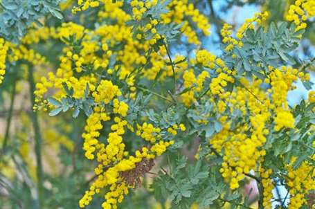 Bailey Acacia Tree