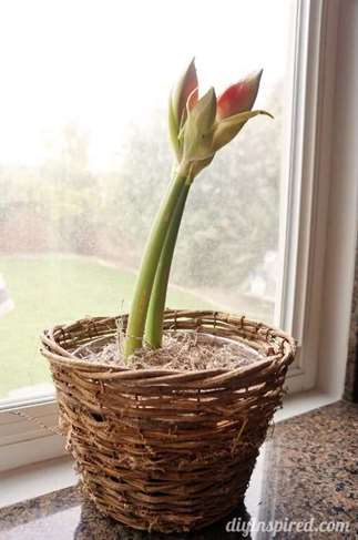 Trồng và phát triển Amaryllis