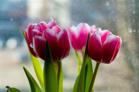 Hoa tulip hồng và cửa sổ vào buổi sáng