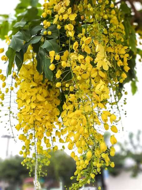 Cassia fistula quốc hoa thái lan 