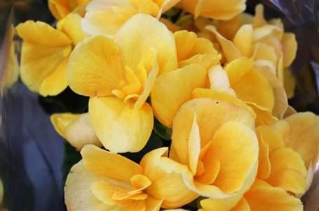 Hoa thu hải đường elatior vàng closeup