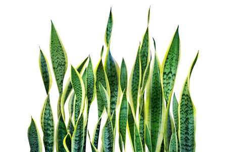 Màu xanh lá cây của sansevieria trifasciata, cây rắn bị cô lập trên nền trắng