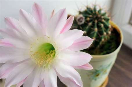 Màu hồng nhạt dịu dàng echinopsis gai xương rồng hoa cây đẹp trong chậu đứng trên bệ cửa sổ lấy nét chọn lọc cận cảnh 