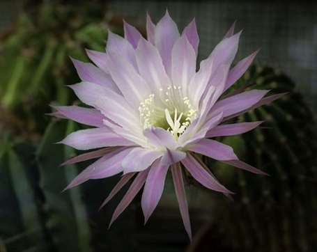 Cây xương rồng nở hoa echinopsis eyriesii