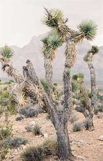 South Nevada Boho Elopement