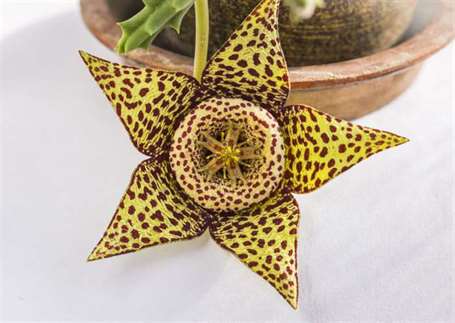 Cận cảnh hoa của cây mọng nước orbea variegata hoặc stapelia variegata trong chậu hoa ở nhà được gọi là hoa sao hoặc xương rồng sao biển, xương rồng carrion, hoa carrion, xương rồng cóc tiêu điểm chọn lọc