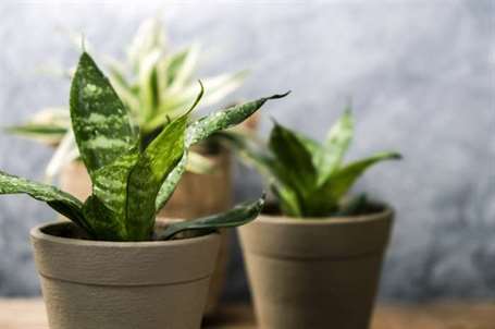 Sansevieria trifasciata hoặc cây rắn trong chậu trên khái niệm nhà và vườn cũ bằng gỗ