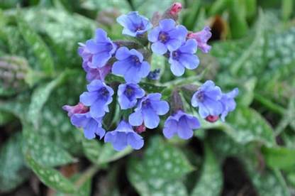 Lungwort