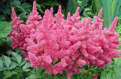 Astilbe