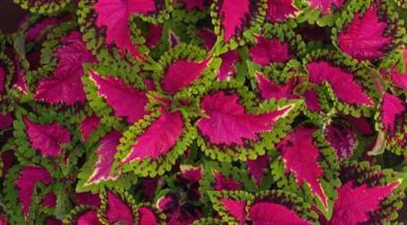 Coleus