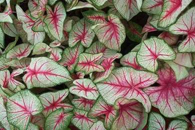 Caladium hình lá lạ mắt