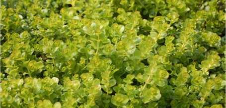 Creeping jenny