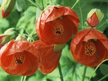 Abutilon marion (cây phong có hoa) Cận cảnh những bông hoa hình chuông màu đỏ vào tháng chín 