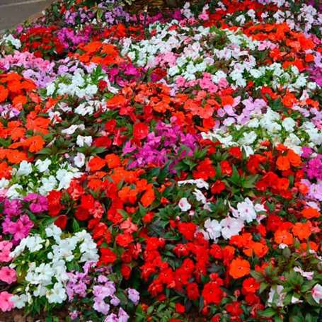 Impatiens