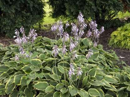 Hosta