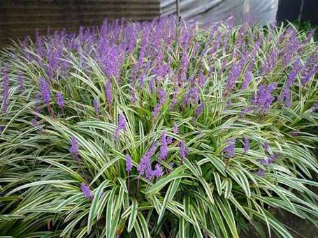 Liriope muscari