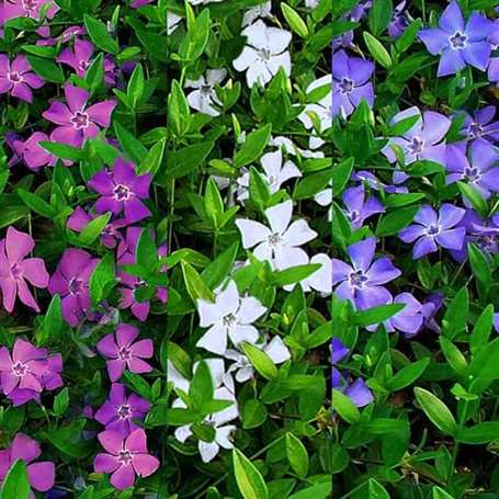 Hoa Vinca