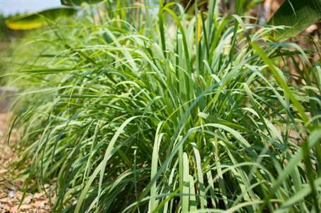 Sả hoặc cỏ ve hoặc cỏ chanh hoặc xitratus tây Ấn Độ hoặc cymbopogon được trồng trên mặt đất