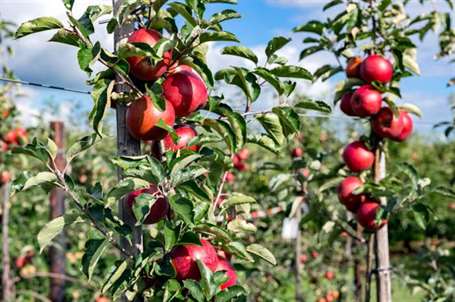 Vườn cây ăn quả Hà Lan với những quả táo chín mọng