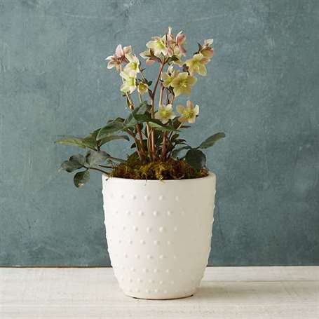 Mother’s day gift guide planter