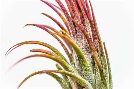 Airplant tillandsia ionantha "màu đỏ" chụp ảnh trên nền trắng