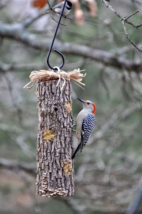 Suet log diy birdfeeders