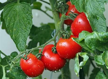 Cà chua ban công (pomodori)