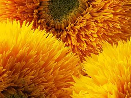 teddy sunflower detail.jpg