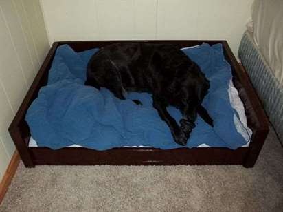 Chế biến gỗ giường cho chó lớn bằng gỗ tự làm đồ nội thất sơn vật nuôi động vật