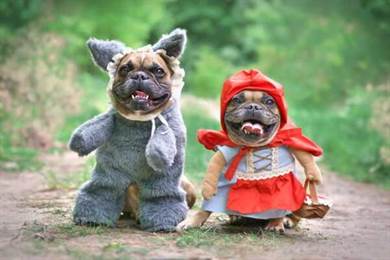 50 trang phục Halloween cho chó dễ thương: Trang phục tự làm vui ...