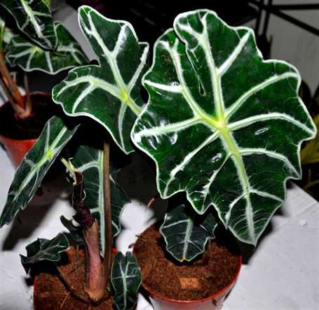 Chăm sóc cây alocasia