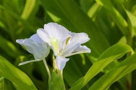 Bướm gừng Lily