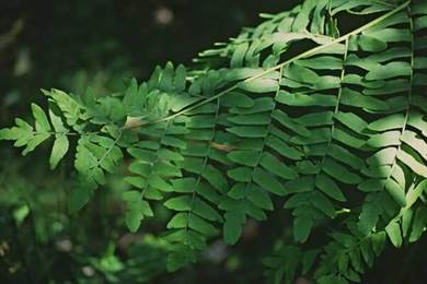 royal fern plant.jpg