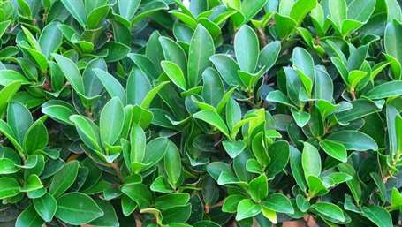 Ficus microcarpa hoặc nền cây đa trung quốc