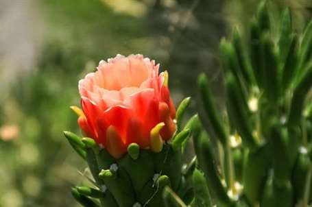 Opuntia Subulata