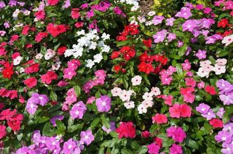 SunPatiens Care