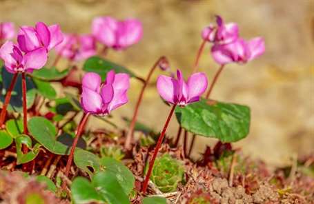 how to grow and care for the cyclamen plant.jpg
