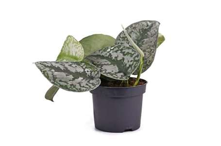 Cây cảnh kỳ lạ 'scindapsus pictureus exotica' hoặc 'satin pothos' với những chiếc lá lớn có kết cấu nhung và hoa văn đốm bạc