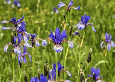 how to grow siberian iris.jpg