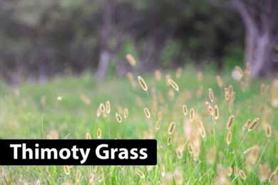 thimoty grass.jpg