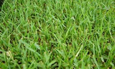 zoysia grass.jpg