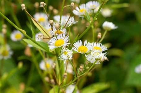 Daisy Fleabane