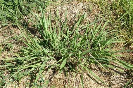 dallisgrass weed control paspalum dilatatum.jpg